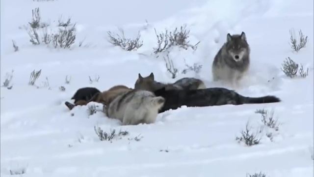 Волк против Медведя – самые эпичные схватки! Кто настоящий хозяин леса? смотреть онлайн