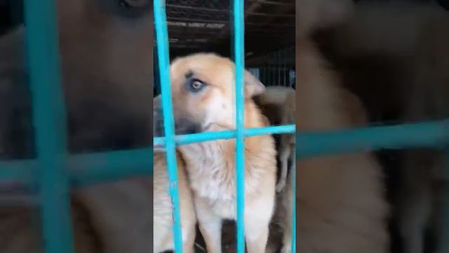 StoriesDog1 смотреть онлайн