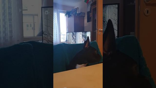 Френски булдог говори смотреть онлайн