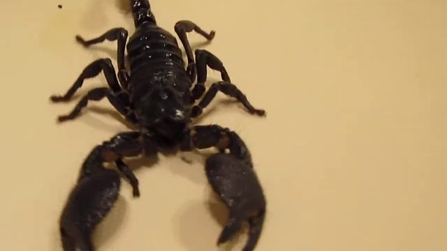 Emperor Scorpion ( Pandinus imperator ) смотреть онлайн