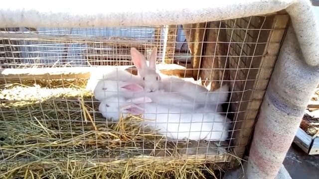 Кролики белый панон смотреть онлайн