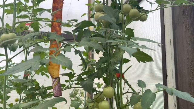 А вы высаживаете томаты-гибриды? смотреть онлайн