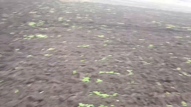 Брайт,плуг и горчица смотреть онлайн