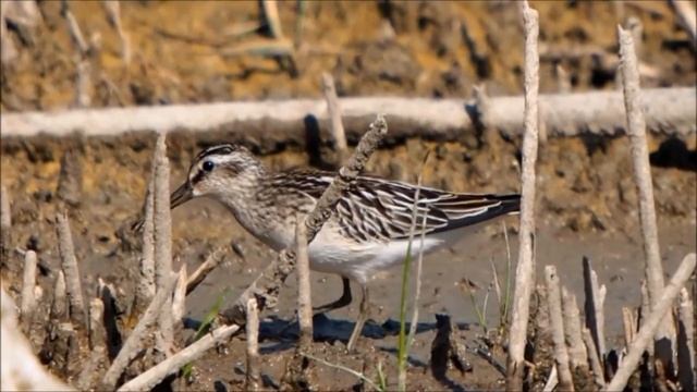 Грязовик - Limicola falcinellus.mp4 смотреть онлайн