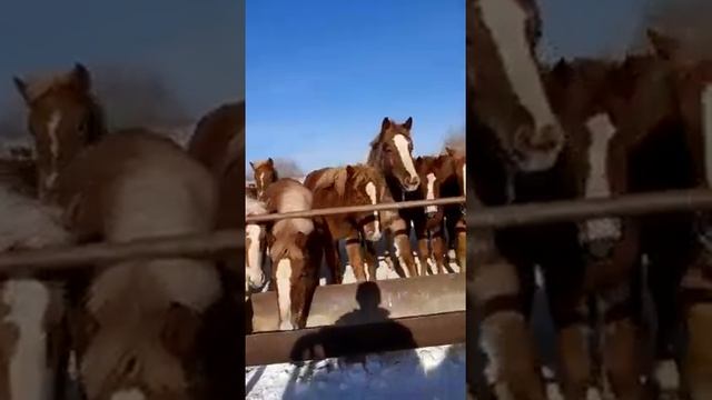 Продажа жеребят Советские тежеловозы т89529040258. смотреть онлайн