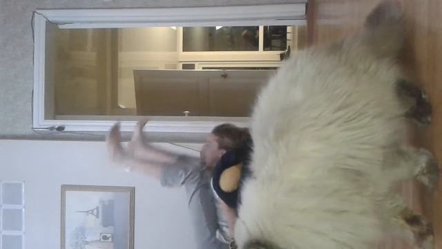 ЗЛОЙ КОТ испортил видео!!! смотреть онлайн