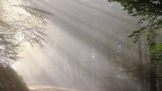 Спокойная расслабляющая музыка. Утро в лесу смотреть онлайн