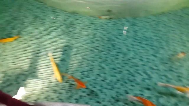 Рыбы в бассейне смотреть онлайн