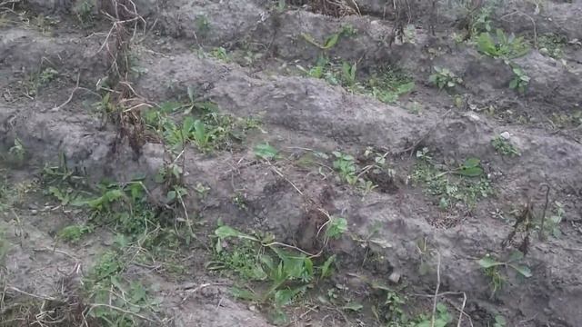 ч.2 Посадка под трёхрядный окучник. Урожай. смотреть онлайн