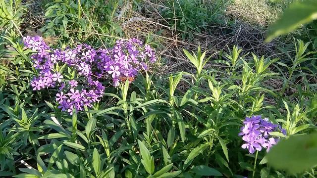 Nessus Sphinx Moth feeds on Phlox divaricata (Wild Sweet William) смотреть онлайн