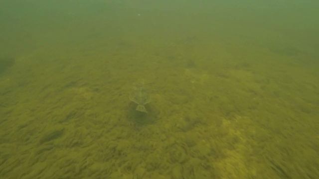 ШАЛЬНАЯ КАМБАЛА   A STRAY FLOUNDER