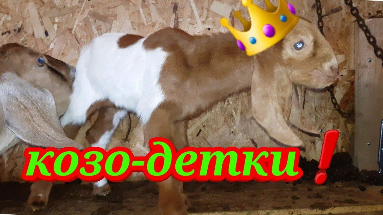 НОВОРОЖДЕННЫЕ КОЗЛЯТА И ДЕЛА ДОМАШНИЕ смотреть онлайн