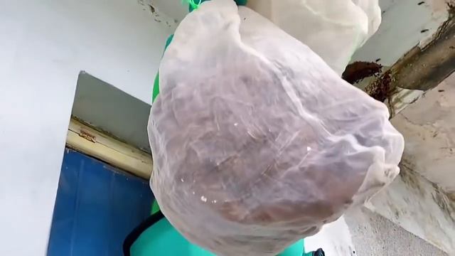 MURDER HORNET NEST REMOVAL,ASIAN GIANT WASP MASSIVE,VESPA MANDARINIA,YELLOW JACKETS INFESTATION смотреть онлайн