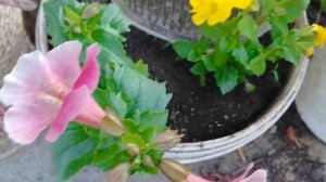 Мимулюс обзор в кашпо, грунте.