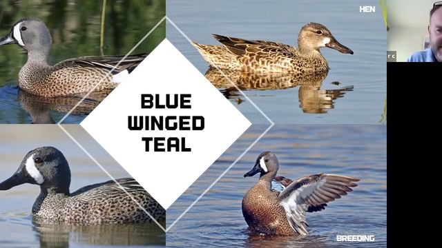 Marsh Masterclass Vol 8 – Waterfowl Identification 201 смотреть онлайн