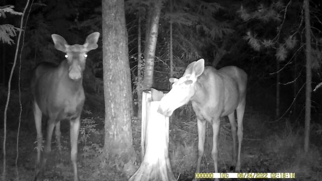 Ночная жизнь на солонце / Солонец на лося. Июнь 2022г смотреть онлайн