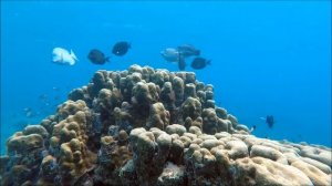 шум моря для сна/ рыбки для сна/#dream #water noise #sound of the sea