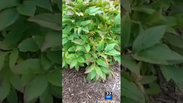 Paeonia hybrids - Peony смотреть онлайн