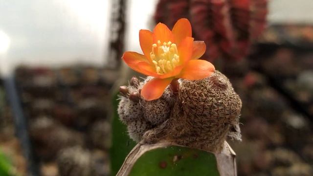Rebutia Heliosa Flowers Cactus Reviews - Nursery LongMinh смотреть онлайн