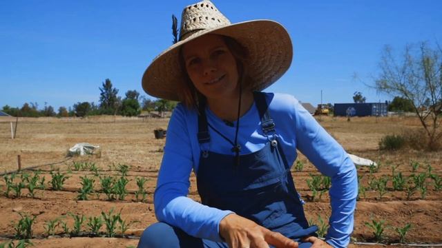 Planting & Harvesting CORN?The 3 Different Types & My Recommendations смотреть онлайн