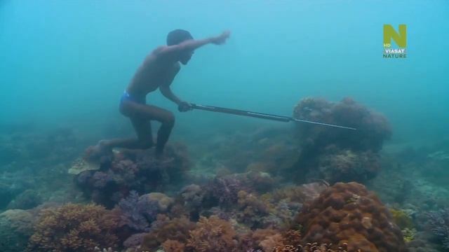 Как охотятся на рыбу-ангел (род Pomacanthus) «морские цыгане» в водах «Кораллового треугольника» ? смотреть онлайн