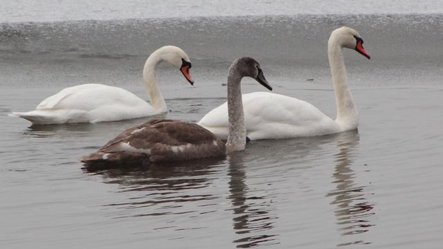 Чтение стихов местных поэтов С любовью к деревне смотреть онлайн