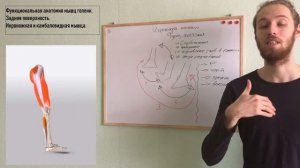 Функциональная анатомия мышц голени. Икроножная мышца и камбаловидная мышца