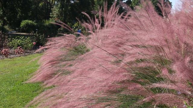 Pink Flamingo Muhly Grass (Muhlenbergia X 'Pink Flamingo') - Plant Identification