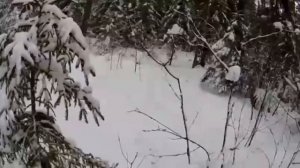 Охота на копытных. Яркие моменты.