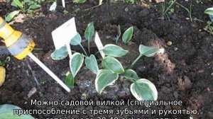 Пересадка хосты летом на другое место