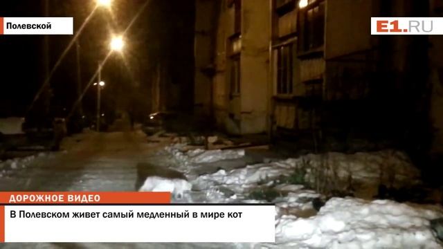 В Полевском живет самый медленный в мире кот смотреть онлайн