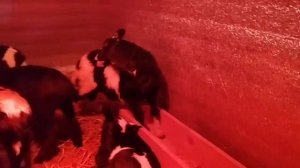 Ягнята - помесь дорпера с романовской породой