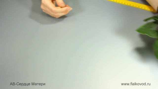 Фиалка АВ-Сердце Матери (751-41) смотреть онлайн