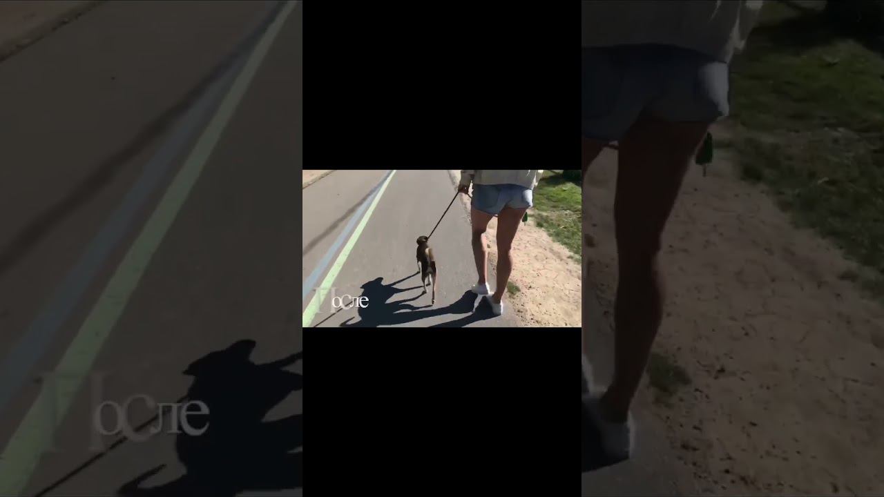 Атака на других собак смотреть онлайн