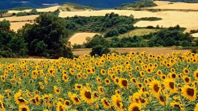 ひまわり - "Loss of Love" Sunflower　- I Girasoli - クロマチックハーモニカ chromatic harmonica смотреть онлайн