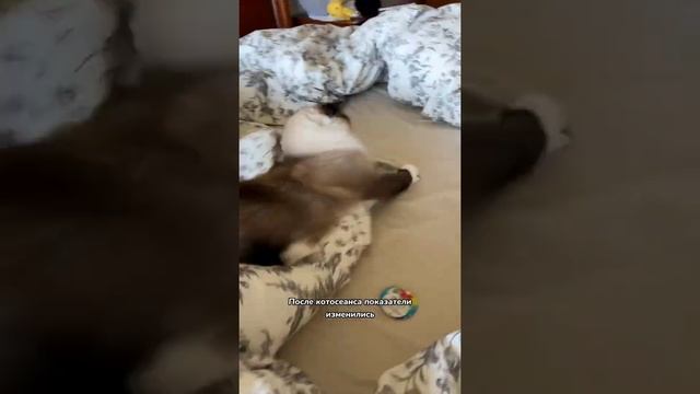 Правда ли, что кошки лечат?