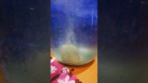 Технопланктон на толстолоба «Донный гейзер» камыш.
