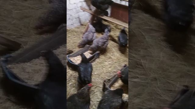 Куры ДОМИНАНТЫ цветные яйца смотреть онлайн