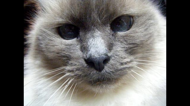 Birman Cat. Pros and Cons, Price, How to choose, Facts, Care, History смотреть онлайн
