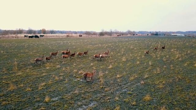 Хутор Мушкино - сердце Сафари-парка смотреть онлайн