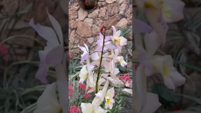 Iwanagara "Apple Blossom" | #orchid hybrid. смотреть онлайн