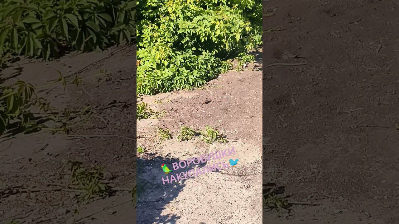 ГРЯЗЕВЫЕ ВАННЫ ВОРОБУШКОВ #воробушек #воробушки #воробьи #грязь #грязевыеванны #купание смотреть онлайн