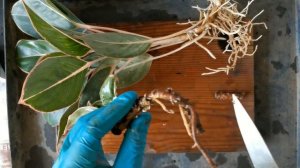 Aglaonema Propagation | Plant Division & Stem Cutting - Sapphire Suzanne Variety | Candid Garden