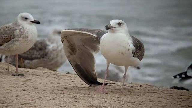 Mewa siodłata 2. zima (Larus marinus), Great Black Backed Gull 2nd-winter смотреть онлайн