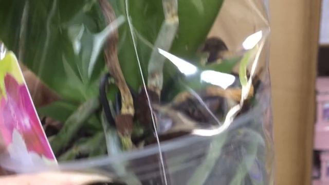 Шикарный завоз редких орхидей в Филфлору 13 октября 2019 г. Каменная Роза, Пират Пикоти смотреть онлайн