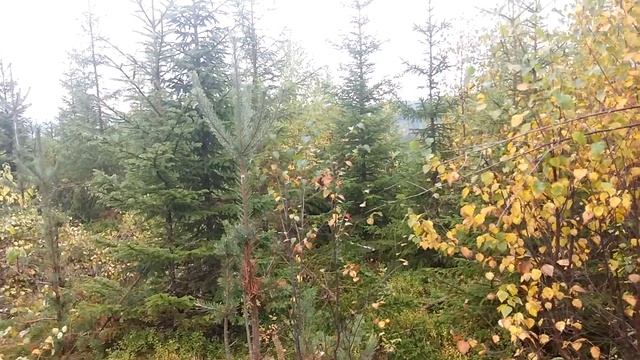 Bäst Jörgen röjer 20150924 Stihl смотреть онлайн