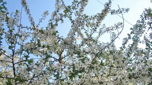 Цветут сады смотреть онлайн