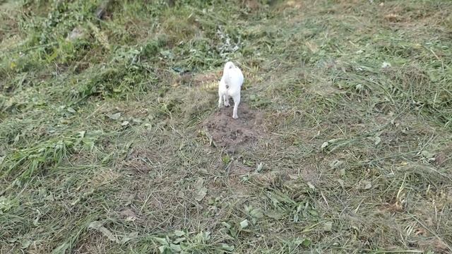 ЧИХУА в продаже ЩЕНКИ разного ВОЗРАСТА Др 2021 - 2022 год/ Как ВЫБРАТЬ щенка ? ЦЕНА указана в ВИДЕ смотреть онлайн