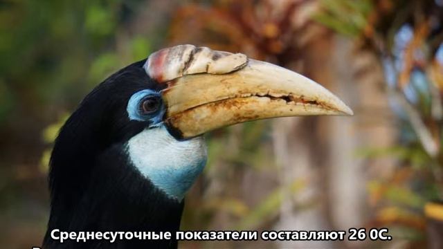 P29XC Маданг Папуа Новая Гвинея. С сайта dxnews.com смотреть онлайн