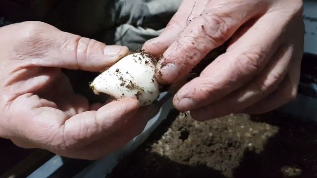 Подготовка тюльпана к выгонке сезон 2022-2023 смотреть онлайн